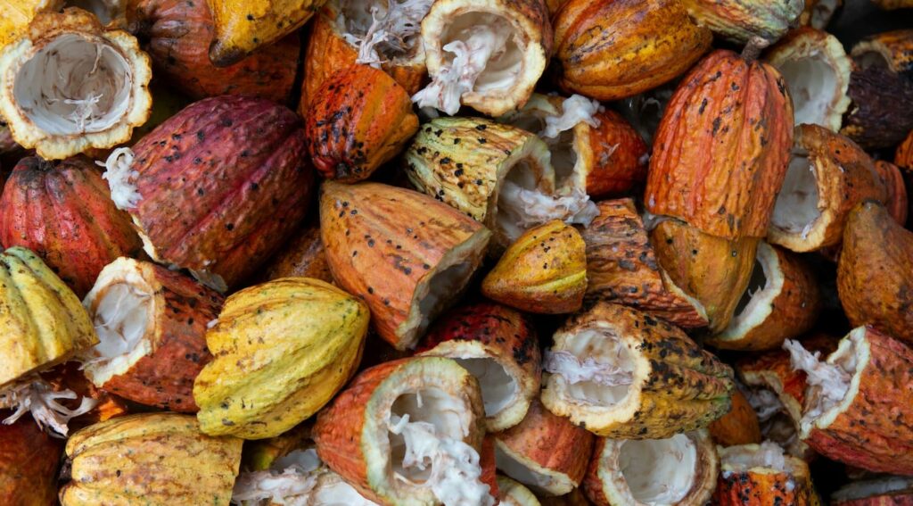 qu'est-ce que le cacao sacré et ses bienfaits ? article de blog explicatif